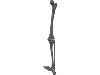 Leg Bone Female Right 3D Model preview