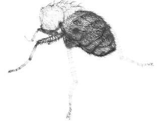 Fly Hair 3D Model preview