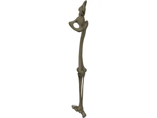 Leg Bone Right 3D Model preview