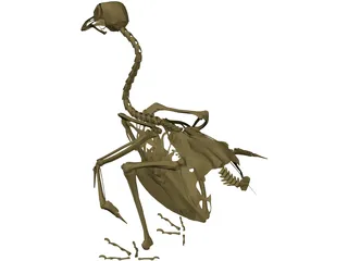 Pigeon Skeleton 3D Model preview