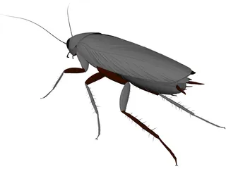 Cockroach 3D Model preview