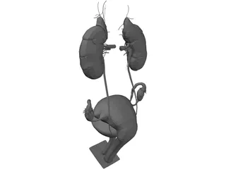 Urinary and Reproductive System Female 3D Model preview