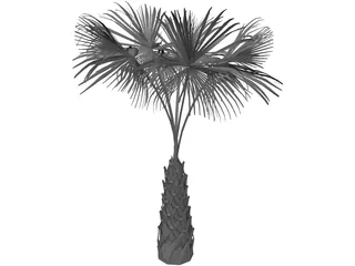Sabal Palmetto Tree 3D Model preview