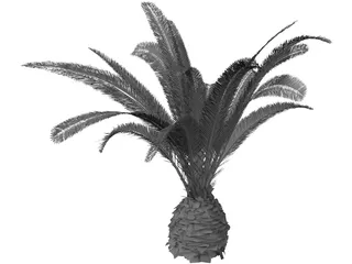 Phoenix Canariensis 3D Model preview
