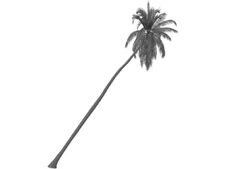 Cocos Nucifera 3D Model preview