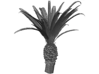 Phoenix Canariensis 3D Model preview