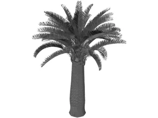 Jubaea Chilensis 3D Model preview