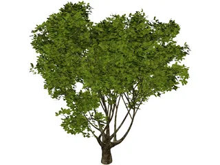 Garden Tree 3D Model preview