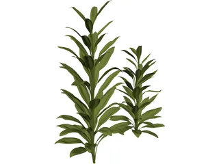 Cordylinea Glauca 3D Model preview