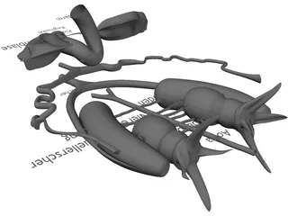 Frog Male Anatomy 3D Model preview
