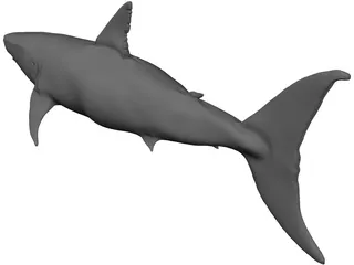White Shark 3D Model preview