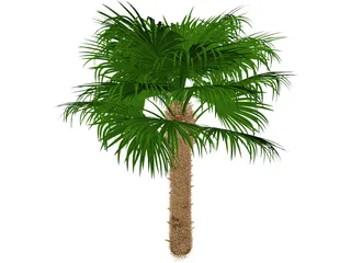 Windmil Palm 3D Model preview