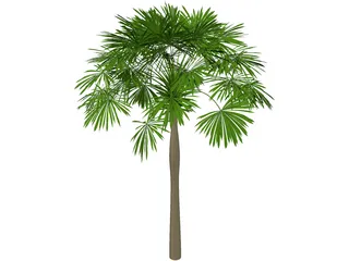Sabal Palmetto 3D Model preview
