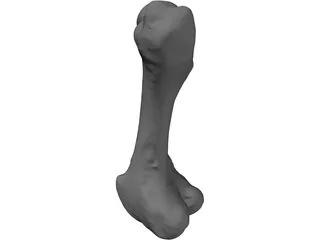 Porcine Femur 3D Model preview