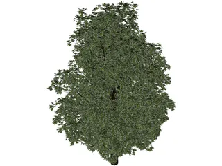 Maple Tree 3D Model preview