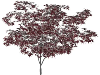 Japanese Maple Tree 3D Model preview