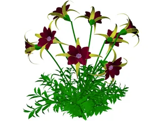 Aquilegia Bied 3D Model preview