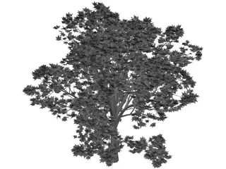 Oak Tree 3D Model preview