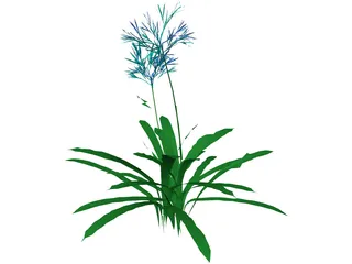 Agapanthus 3D Model preview
