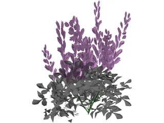 Astilbe Chinensis 3D Model preview
