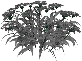 Centaurea Montana 3D Model preview