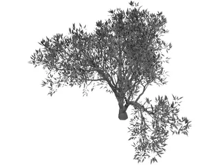 Olive Tree 3D Model preview
