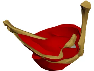 Shoulder Muscle 3D Model preview