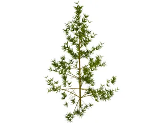 Pine Tree 3D Model preview