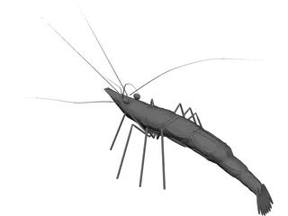 Shrimp 3D Model preview