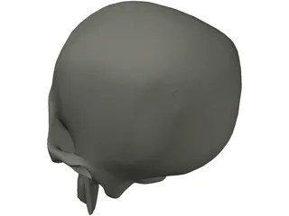 Skull 3D Model preview