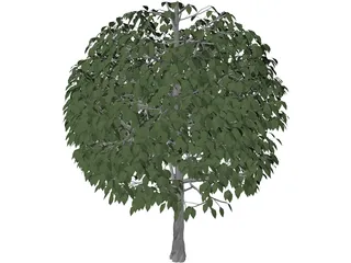 Tree 3D Model preview