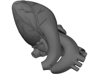Heart Human 3D Model preview