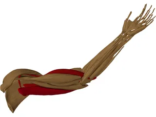 Hand Muscle 3D Model preview