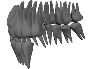 Teeth 3D Model preview