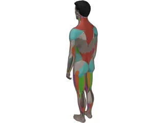 Human Male Complete Anatomy 3D Model preview