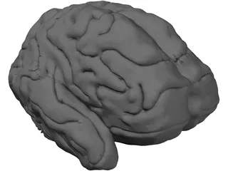 Brain 3D Model preview