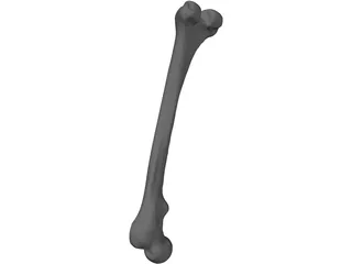Femur Bone 3D Model preview