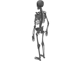 Skeleton Human Male 3D Model preview