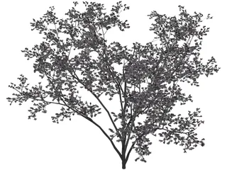 Cercis Siliquastrum Tree 3D Model preview