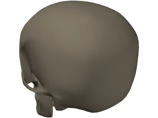 Skull Male 3D Model preview