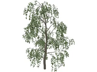 Birch Tree 3D Model preview