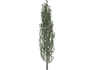 Cypress Tree 3D Model preview