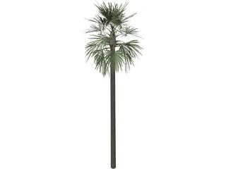 Tree Palm Fan 3D Model preview