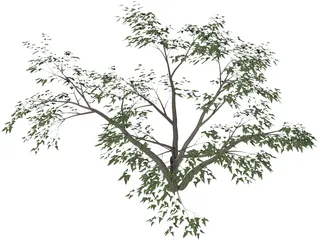 Mesquite Tree 3D Model preview