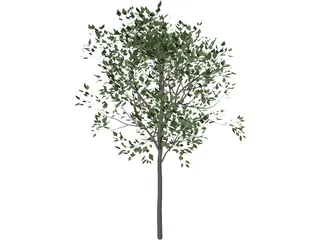Magnolia Tree 3D Model preview