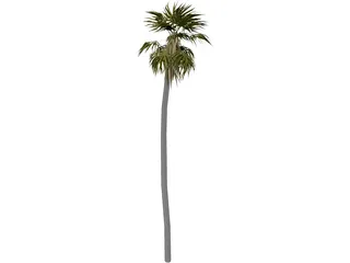 Tree Palm 3D Model preview