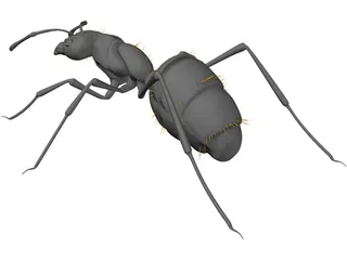 Ant Black 3D Model preview
