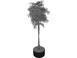 Arbol Tree 3D Model preview