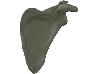 Scapula 3D Model preview