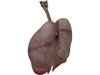 Human Respiratory System 3D Model preview